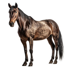 Obraz premium Horse isolated transparent background. Generative AI