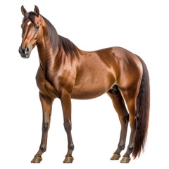 Obraz premium Horse isolated transparent background. Generative AI