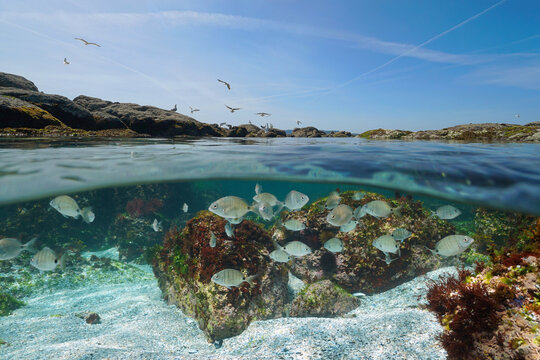 Atlantic ocean seascape, shoal of seabream fish underwater and rocky shore with gulls, split level view over and under water surface, Spain, Galicia, Rias Baixas