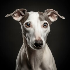 Whippet Dog, Animal Portrait