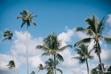 Fototapeta na wymiar Swaying Palms on Serene Shores