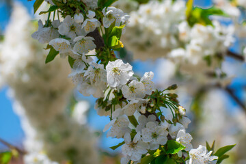 close-up of a pear tree blossoming during spring. the picture was taken in Basilicata, South Italy 