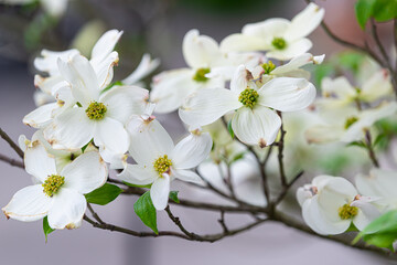 Close-up of a Dogwood Branch in Spring