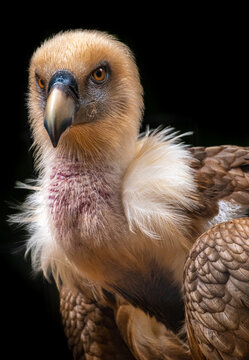 Portrait of a captive Griffon's Vulture 