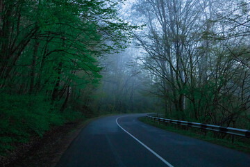 road in the morning woods