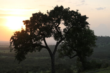 Fototapeta na wymiar Árbol en las llanuras del parque natural del Serengueti