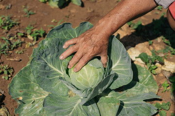 Hand of a person holding a cabbage.