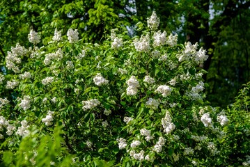 Inflorescence of a white lilac against a blue sky
