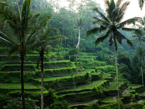 Ubud Rice Fields
