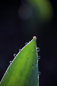 Waterdrops on the edge of a tulip leaf
