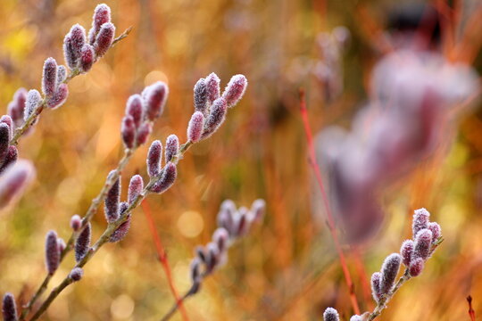 Colorful winter garden