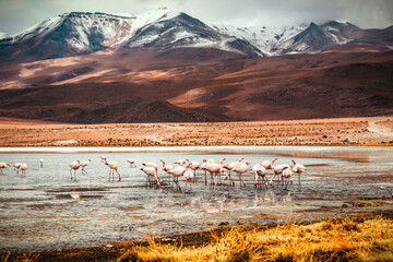 Flamingos enjoying a beautiful lake in Africa - obrazy, fototapety, plakaty