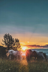 Group of horses enjoying a beautiful field during sunset - obrazy, fototapety, plakaty