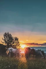 Vlies Fototapete Wiese, Sumpf Group of horses enjoying a beautiful field during sunset