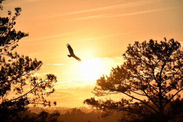 Eagle skimming the brightest dawn - obrazy, fototapety, plakaty