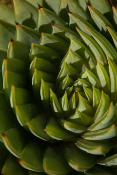 Spiral aloe