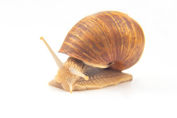 Helix pomatia. grape snail on a white background. mollusc and invertebrate. delicacy meat and gourmet food.