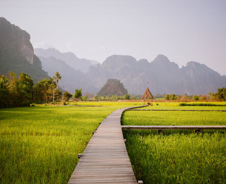 Scenic rice paddy in Southeast Asia 