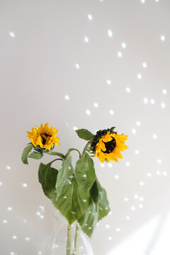 Sunflowers in a vase