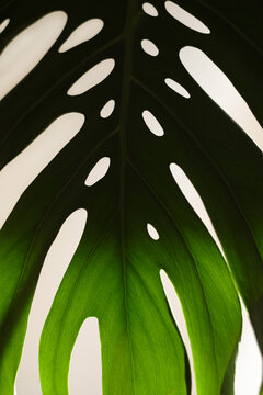 Monstera leaf