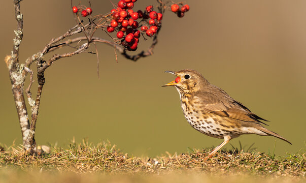 Song Thrush Eats A Rowan Berry  