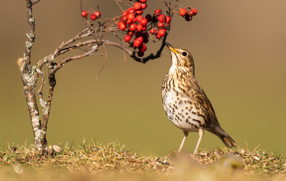 Song Thrush Feeding On Berries Of A Rowan Branch  