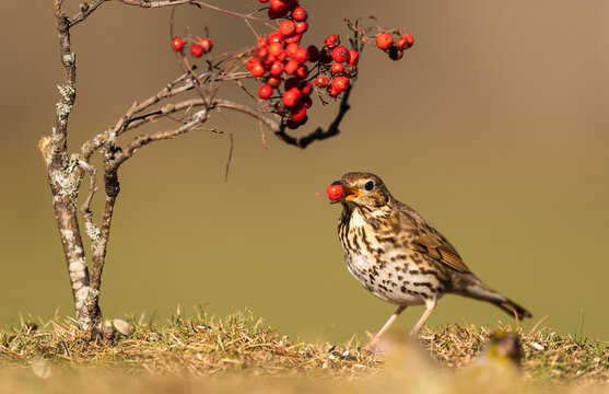 Song Thrush Feeding On Rowan Berries  