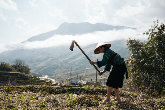 Female farmer working in the rice field