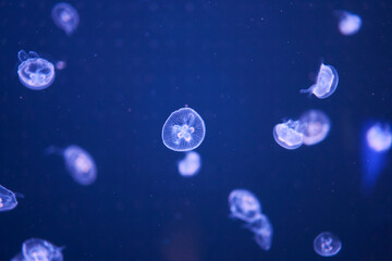 Closeup jellyfish in aquarium