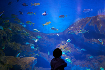 Cute Asian boy watching sea animals in the aquarium