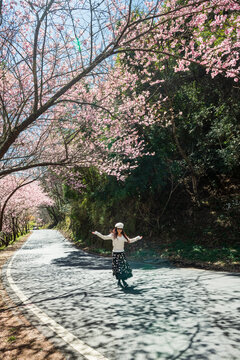 Woman walking under cherry trees in spring. 
