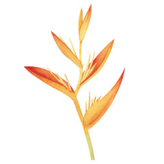 Watercolor illustration with realistic branch of strelitzia. Bird of paradise flower painted in watercolor. Botanical illustration.