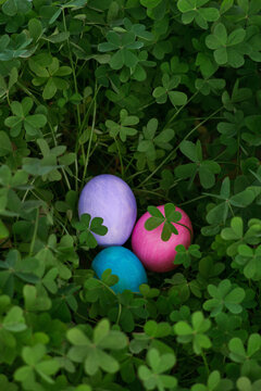 Easter eggs hidden among young clovers.