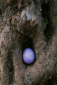 Painted colored egg hidden in a tree hollow
