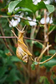 The Snail