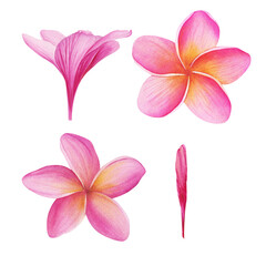Naklejka na ściany i meble Watercolor tropical Plumeria cliparts isolated on a white background. Botanical illustration. Perfect for cards, invitations, wedding and summer designs.
