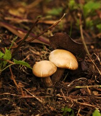 Due funghi champignon che crescono nel bosco