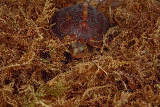 Chinese yellow-margined box turtle baby hide in moss