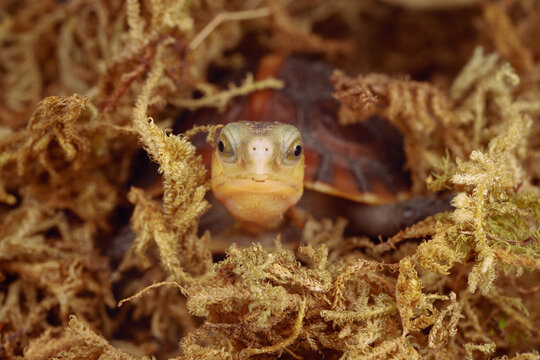 Chinese yellow-margined box turtle baby hide in moss