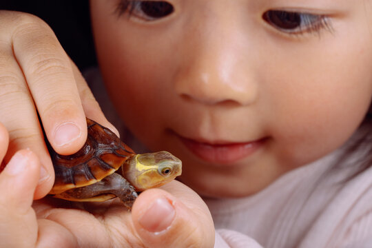 Chinese kid with turtle baby pet