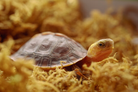 Chinese yellow-margined box turtle baby hide in moss