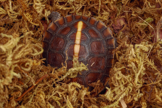 Chinese yellow-margined box turtle baby hide in moss