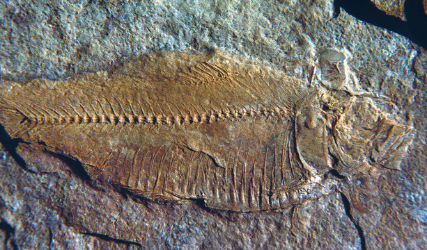 Fossil fish Green River Formation Colorado Great Plains
