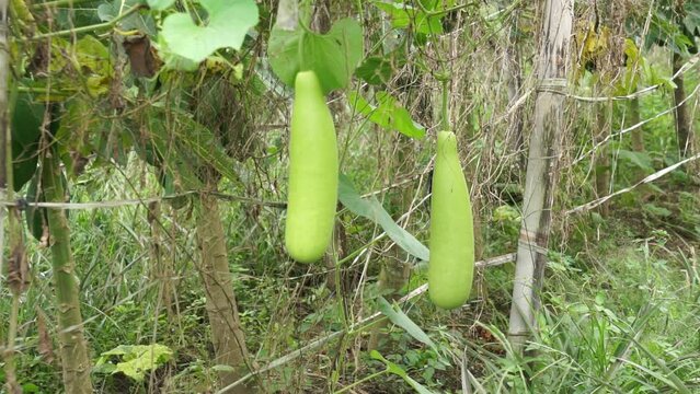 Benincasa hispida (blonceng, labu air, Benincasa hispida, the wax gourd, ash gourd) on the tree. It is eaten as a vegetable when mature