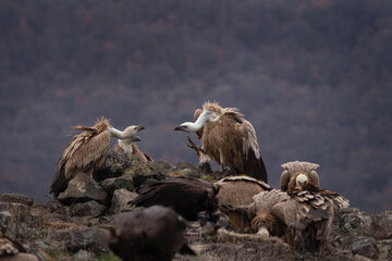 Griffon vultures are searching for food. Vultures in the Bulgaria mountains. Carnivore during winter. Vultures are fighting on the rock. European nature.