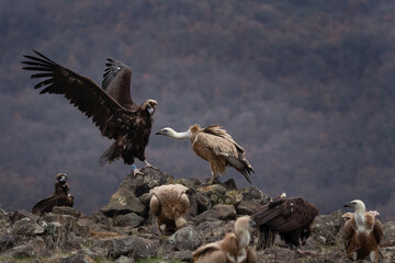 Black vulture is fighting against griffon vultures. Gyps fulvus and aegypius monachus are together in the Rhodope mountains. European nature. 