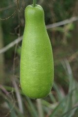 Benincasa hispida (blonceng, labu air, Benincasa hispida, the wax gourd, ash gourd) on the tree. It is eaten as a vegetable when mature