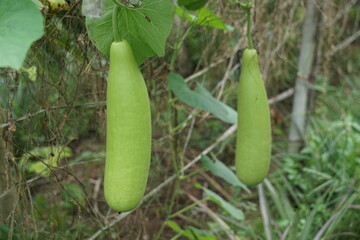 Benincasa hispida (blonceng, labu air, Benincasa hispida, the wax gourd, ash gourd) on the tree. It is eaten as a vegetable when mature