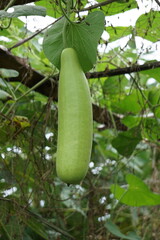 Benincasa hispida (blonceng, labu air, Benincasa hispida, the wax gourd, ash gourd) on the tree. It is eaten as a vegetable when mature