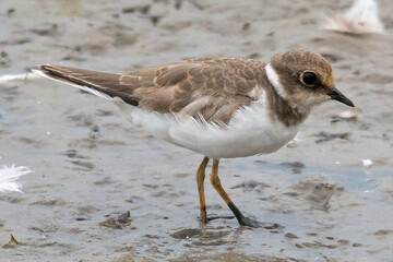 Little ringed plover (Charadrius dubius) in marshel emporda catalonia girona spain